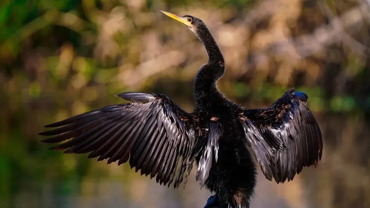 Anhinga facts are very fascinating.