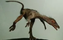 Aniksosaurus facts will talk about the Aniksosaurus darwini of the early Late Cretaceous period.