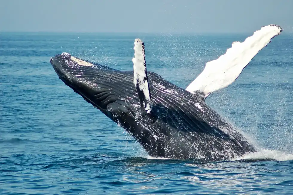 Animal lovers ought to know are narwhals carnivores or not.)