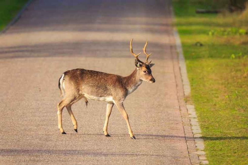 Animal Road Accident Awareness Day is important to keep animals safe.