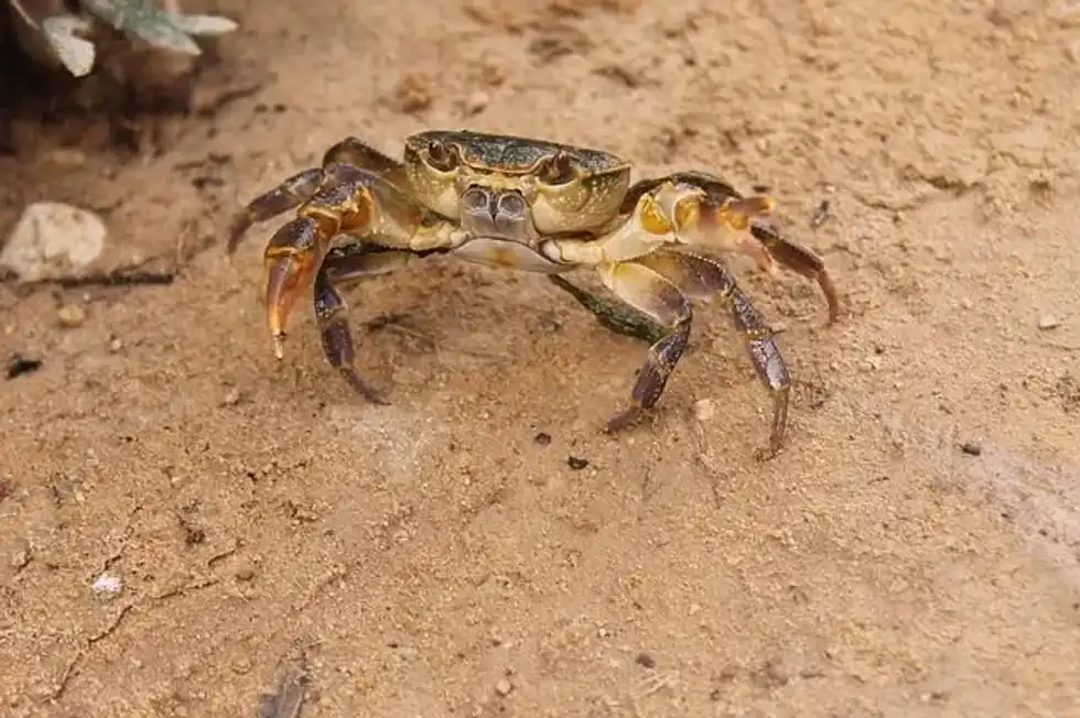 Animal self-defense techniques help them survive predator attacks.
