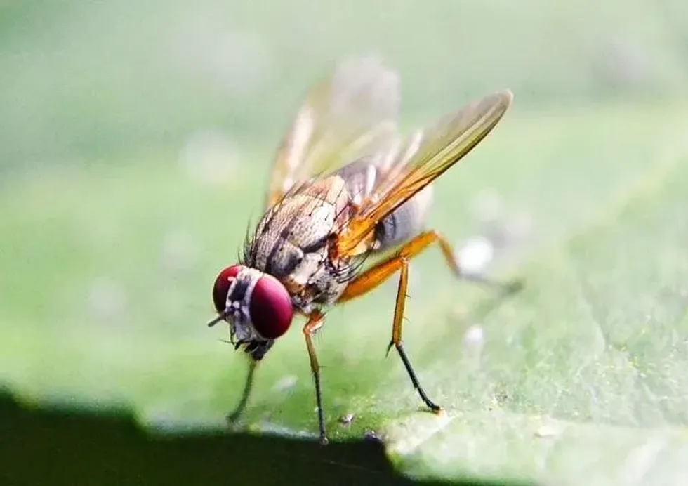Animals lovers, have you wondered, do flies have brains?