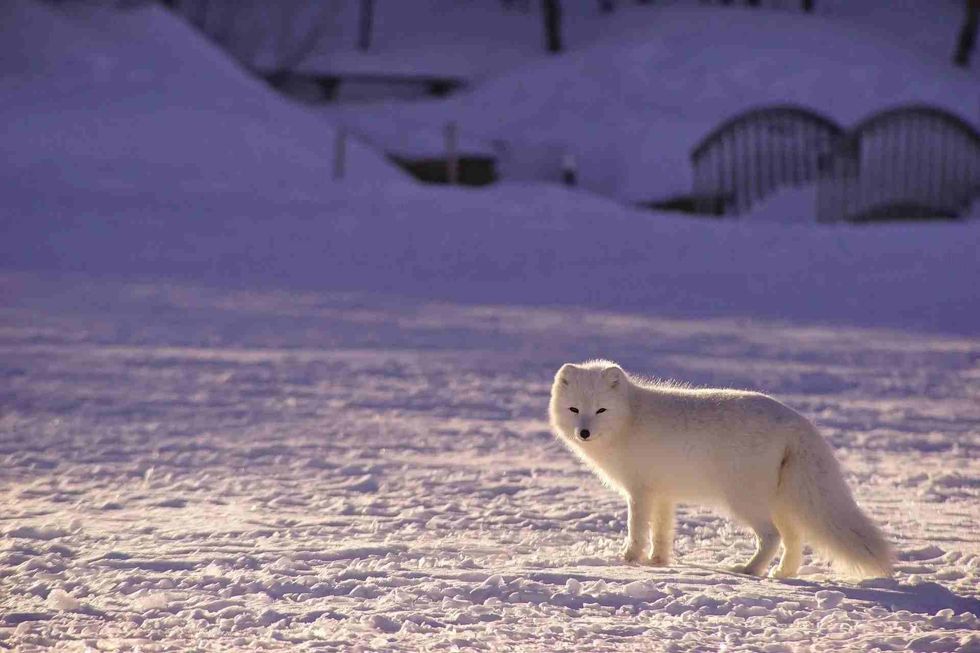 Animals require more oxygen to survive winter