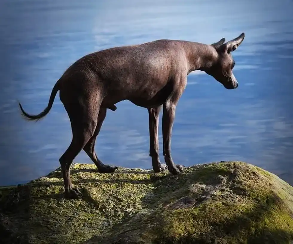 Animals without fur prefer to remain near a warm body.