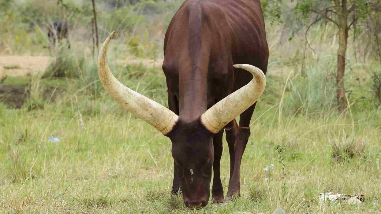 Ankole watusi facts about the ankole watusi bull and ankole watusi cow.