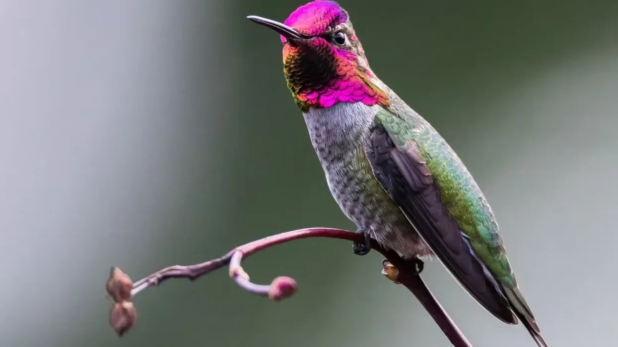 Anna's hummingbird facts are very interesting to learn about.