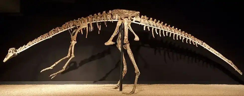 Anserimimus facts are enjoyed by kids.