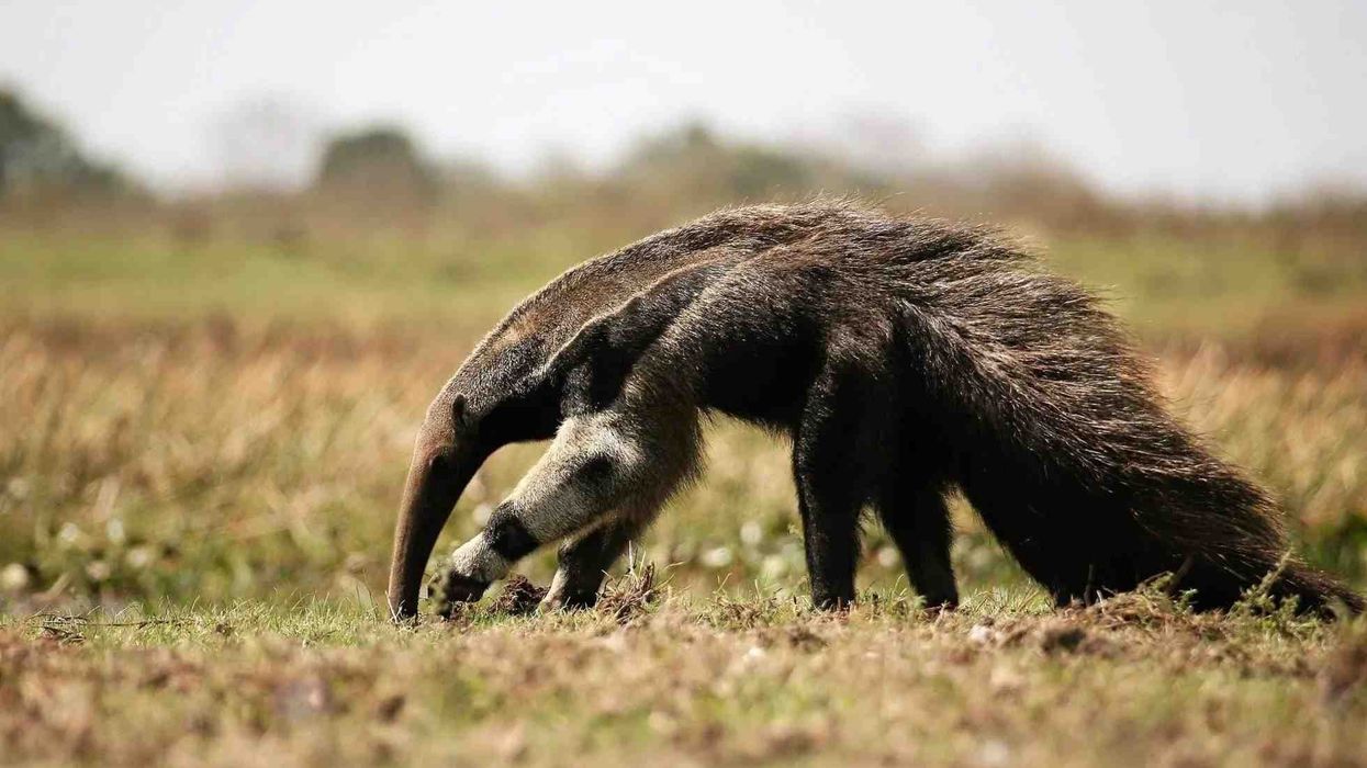 Anteater facts are fascinating.