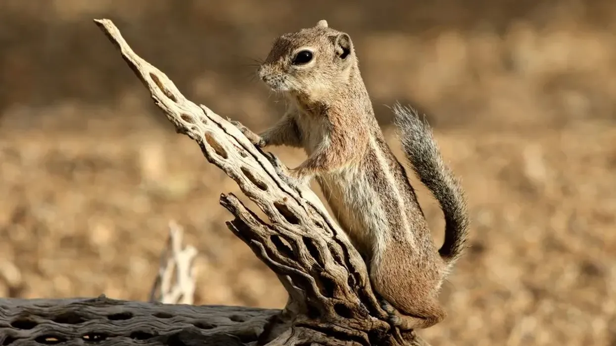 Antelope squirrel facts about the cute and adorable species.