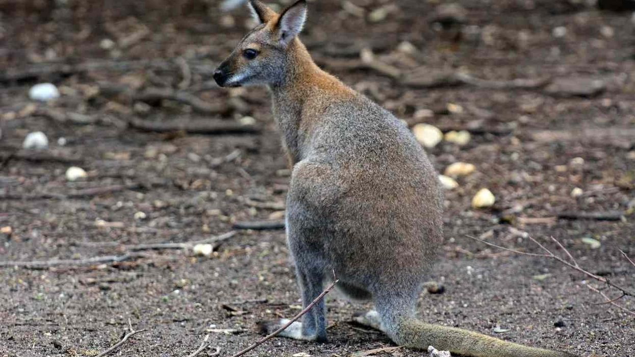 Antilopine kangaroo facts interests all age groups.