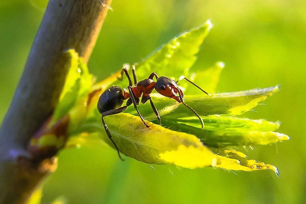 Ants can carry weight that is almost 50times their own.