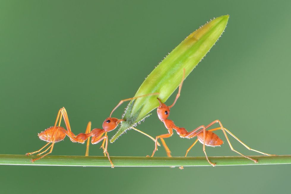 Ants carrying a leaf.
