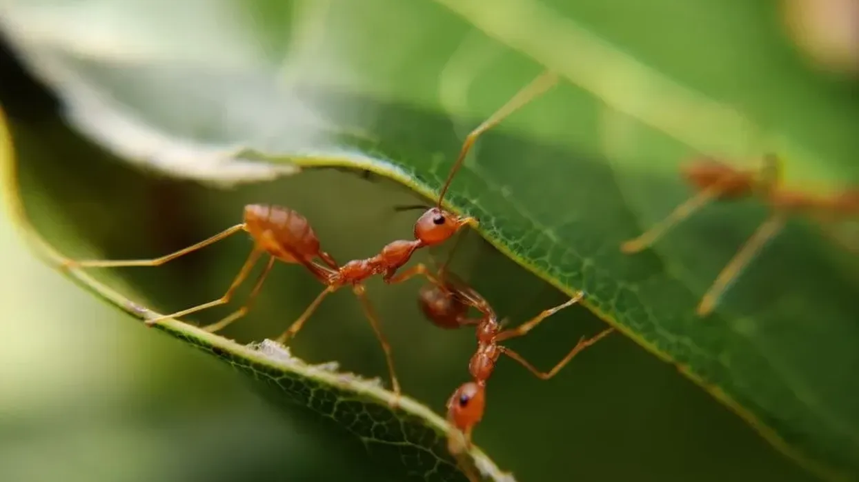 Ants facts like all ant species live in large colonies are interesting.
