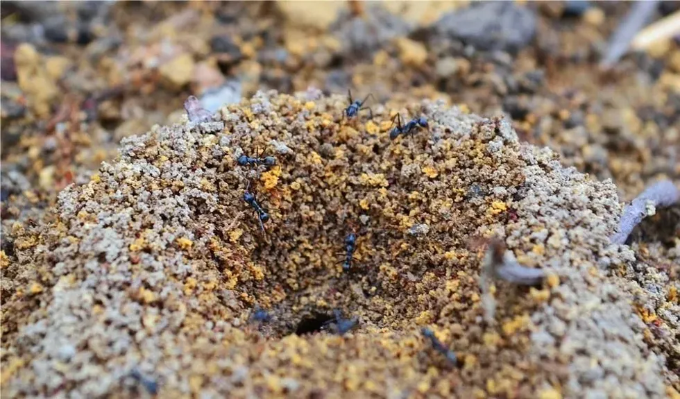 Ants usually have a designated burial site inside the nest or a slight distance away from it.