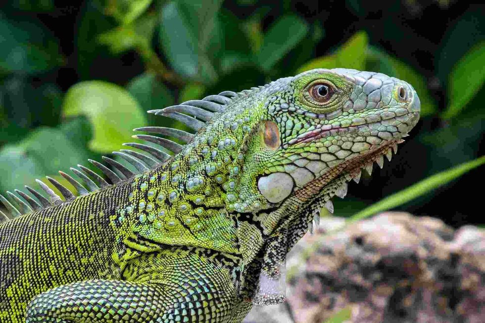 Fun Green Iguana Facts For Kids 