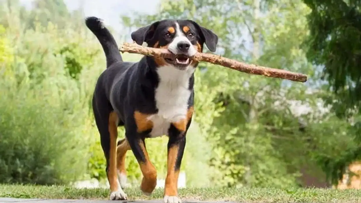 Appenzeller Sennenhund facts are interesting just like this dog, who has a tricolor double coat in black, brown, and white indicating its healthy breed