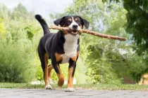 Appenzeller Sennenhund facts are interesting just like this dog, who has a tricolor double coat in black, brown, and white indicating its healthy breed