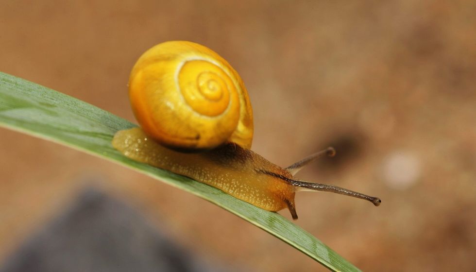 Apple snail crawling on a leaf.