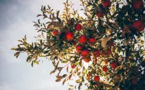 Apple Tree Day is a reminder to consume this nutritious fruit.