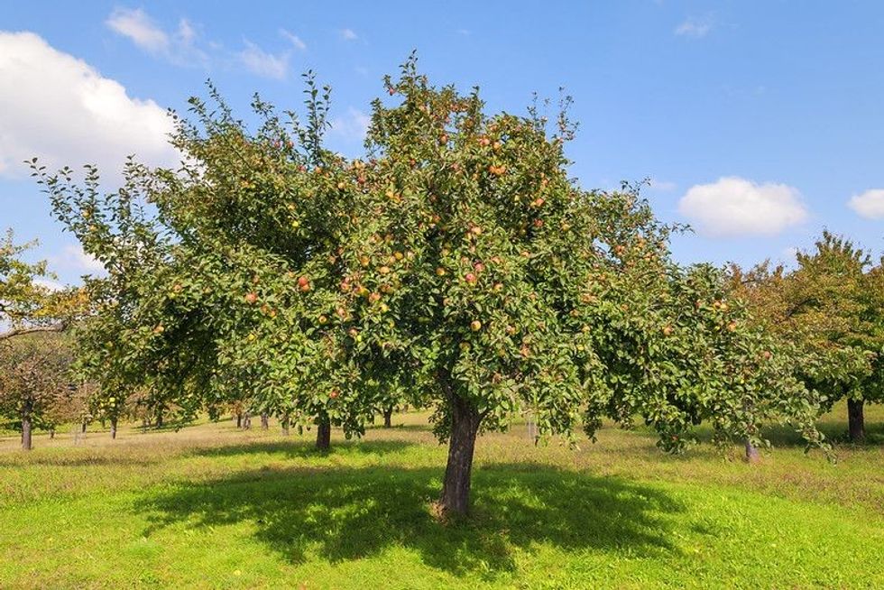 Apple tree in a park