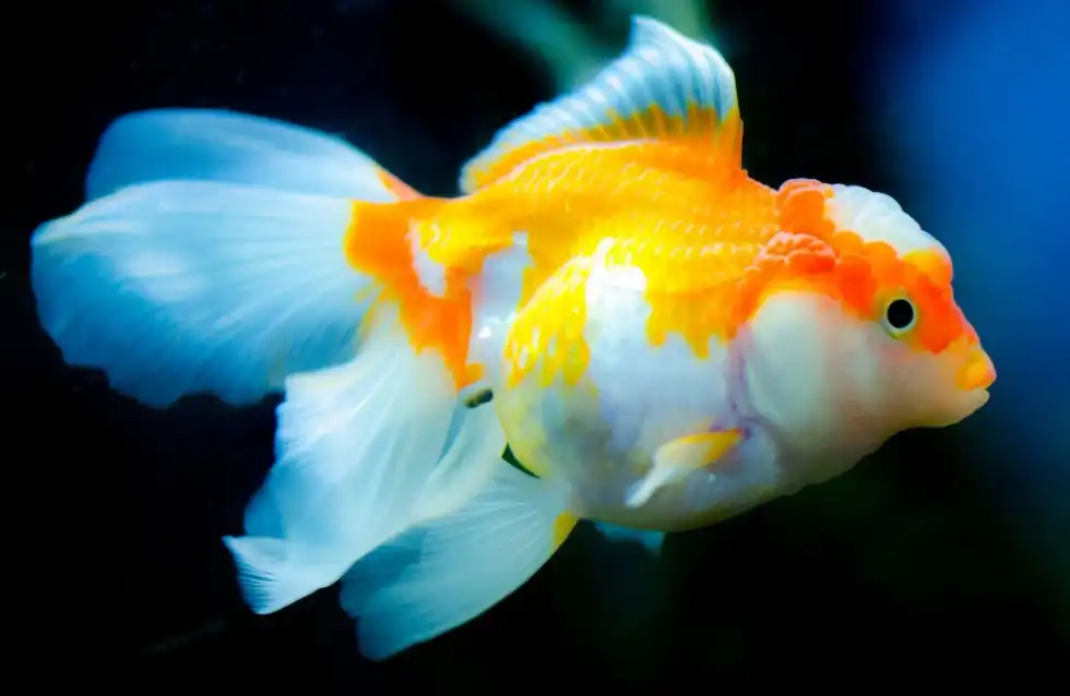 Aquarium owners wonder, do fish drink water to survive?