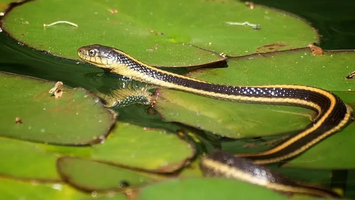 Aquatic garter snake facts to feed your curiosity.