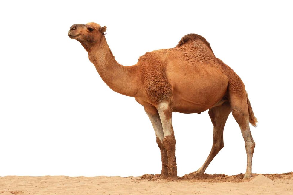 Arabian Camel isolated on white background
