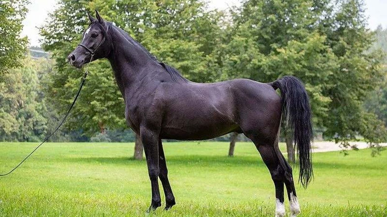 Arabian horse facts, such as the Arabian stallions are a strong muscled breed famous for their symmetric beauty, are interesting.