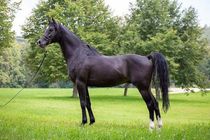 Arabian horse facts, such as the Arabian stallions are a strong muscled breed famous for their symmetric beauty, are interesting.