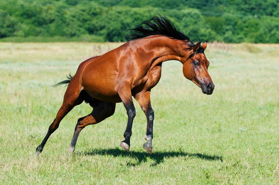 Arabian horse stallion runs gallop.