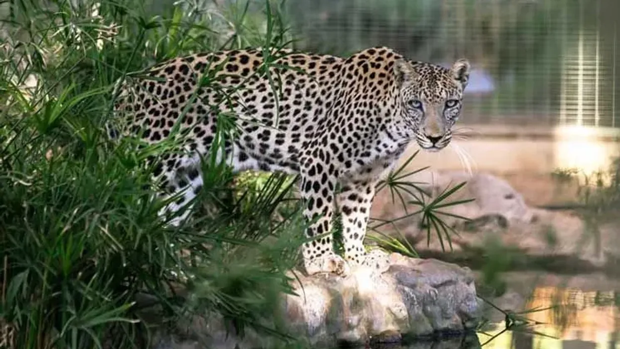 Arabian leopard facts for kids are educational.