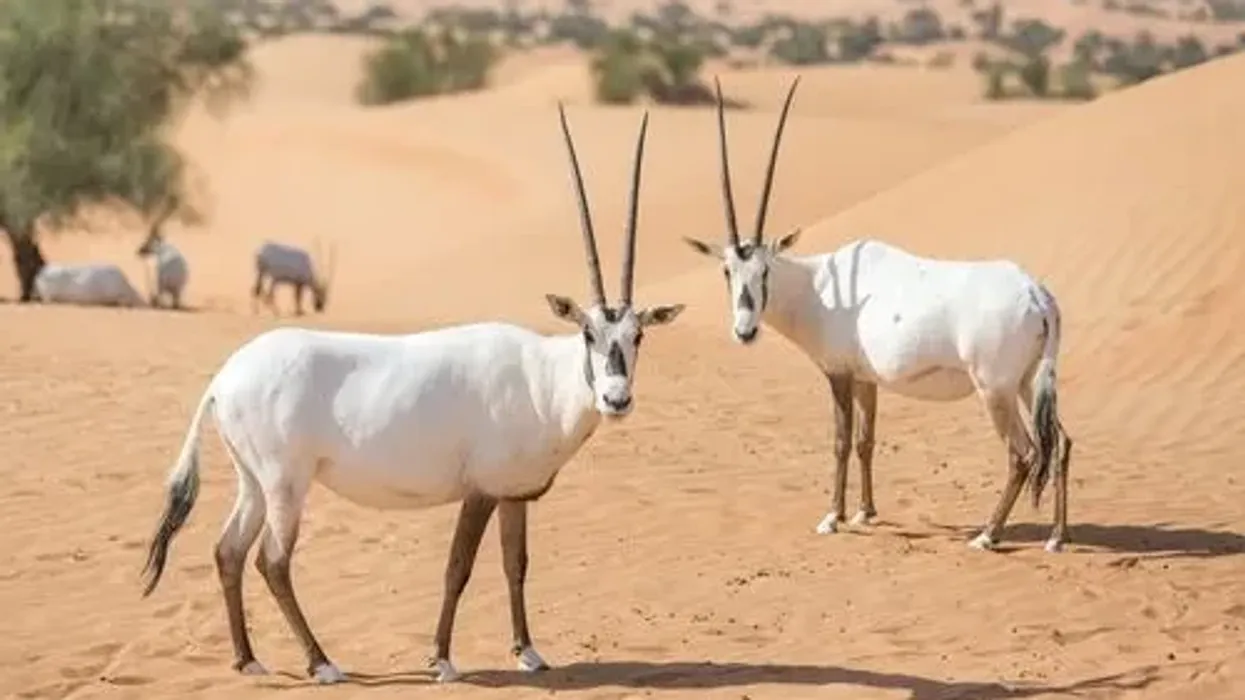 Arabian oryx facts about a mammal that was extinct in the wild back in 1972.