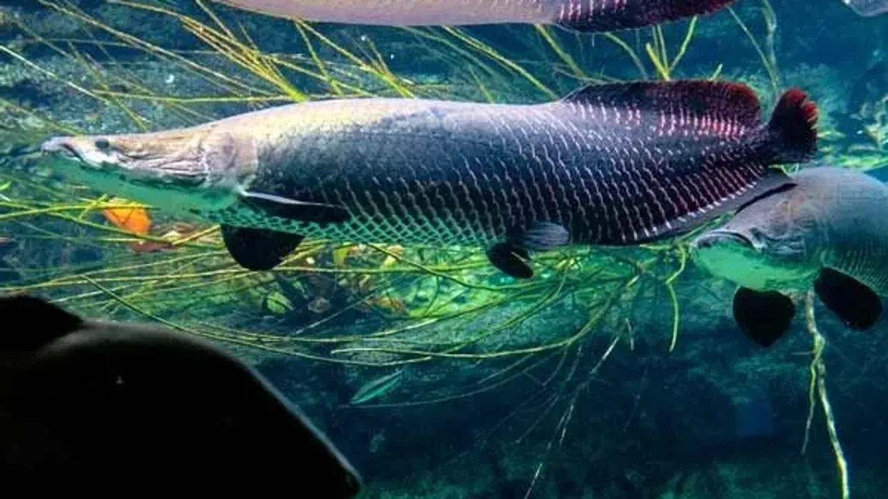 Arapaima facts are very interesting