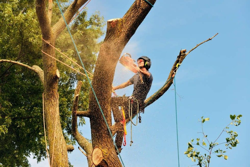 Arborist cutting tree, action shot. Chainsaw, rigging ropes, sawdust, warm sunset light and blue sky.