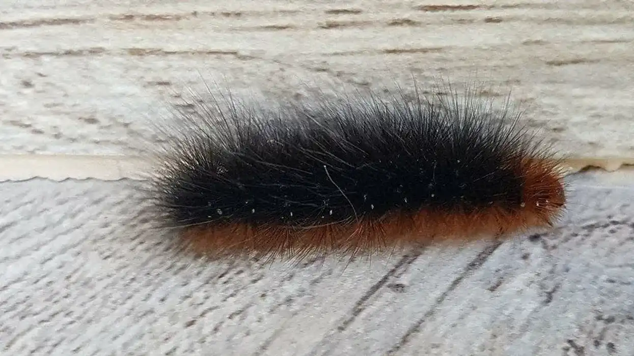 Arctic caterpillar facts talk about the absence of the orange band on them.
