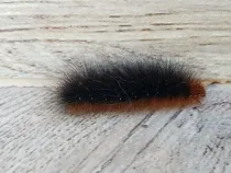 Arctic caterpillar facts talk about the absence of the orange band on them.