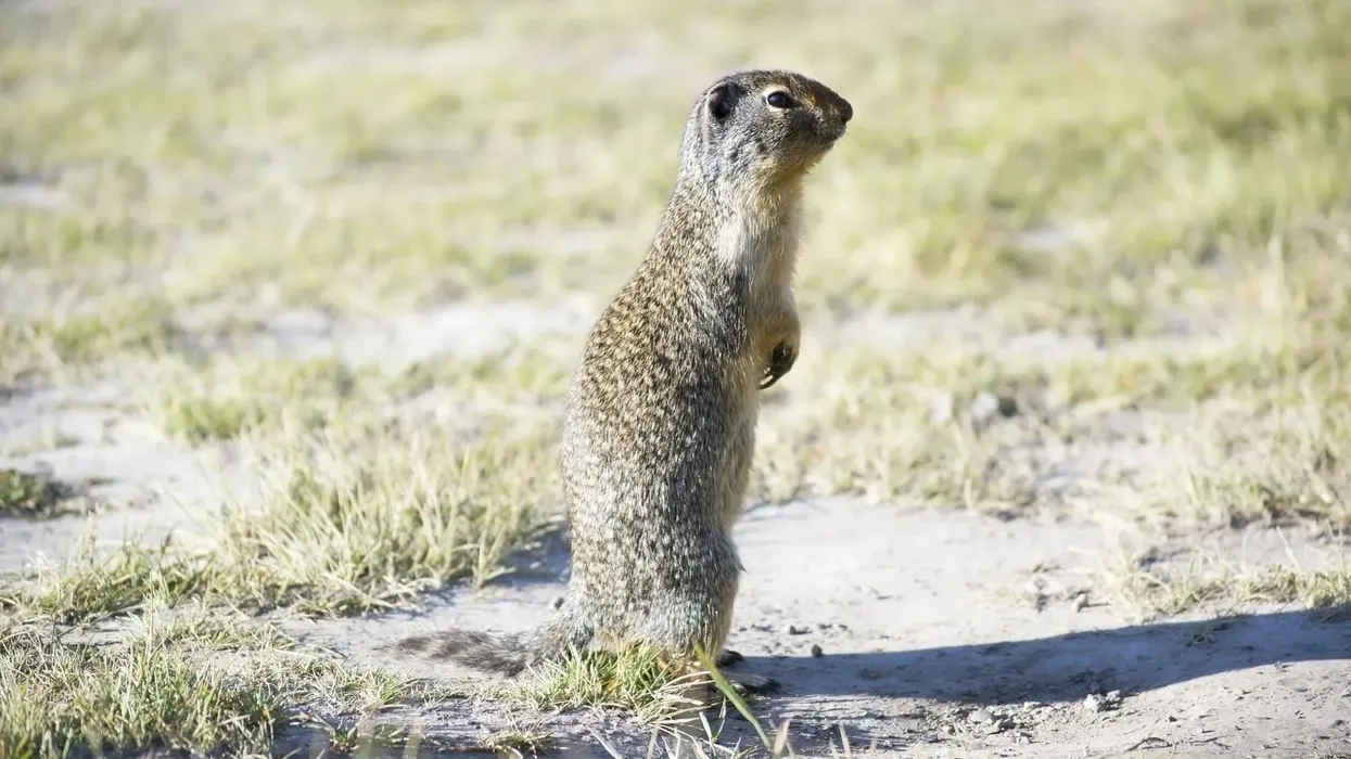 Arctic ground squirrel facts about a tiny animal usually found in North America.