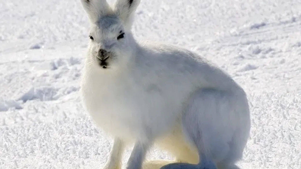 Arctic hare facts to take you on a snowy adventure.