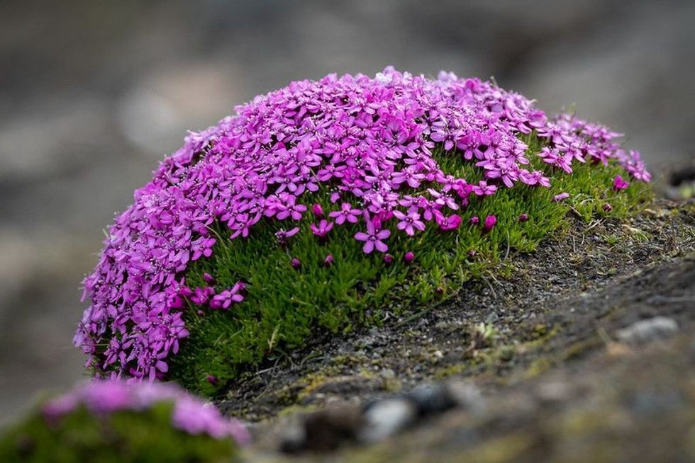 Arctic moss grows very slowly and lives for long.