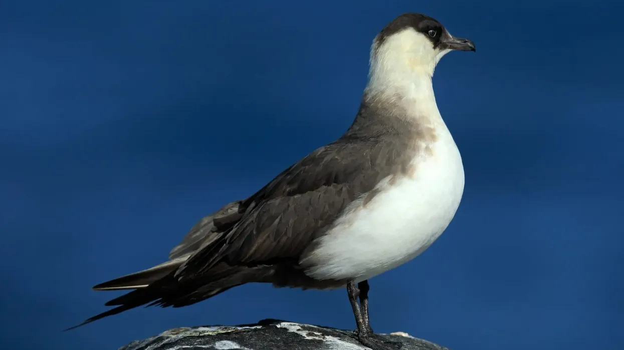 Arctic skua facts talk about their feeding habits.