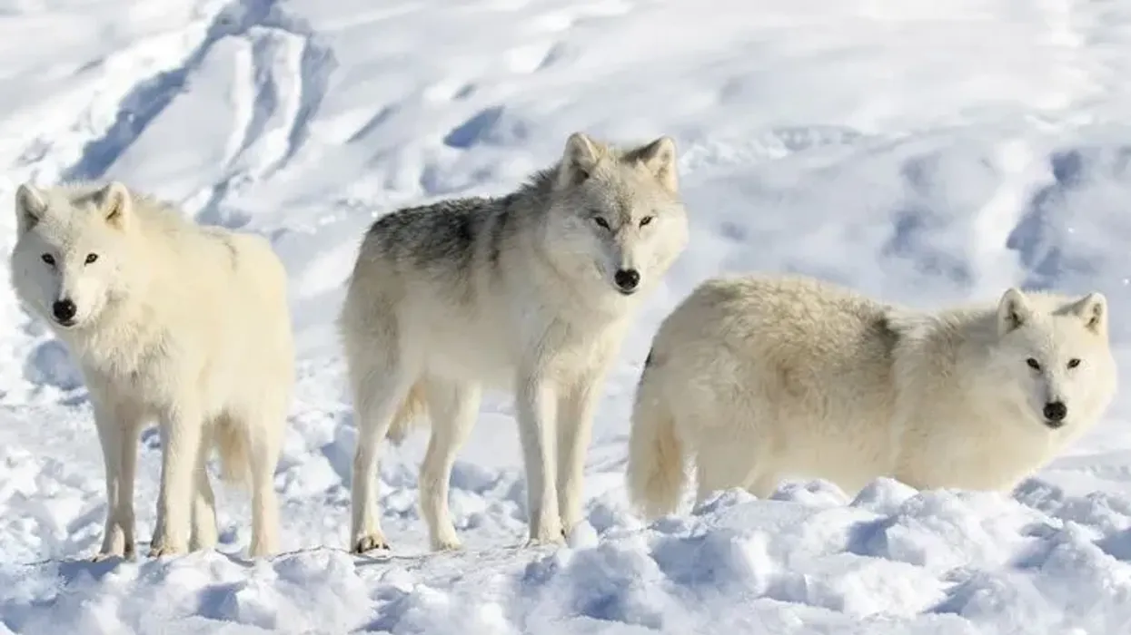 Arctic Wolf facts are very interesting and help us discover more about this amazing creature.