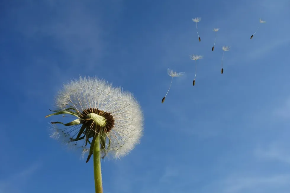 Are dandelions poisonous? Everything in a dandelion, whether the dandelion leaves or dandelion roots and stems is edible for humans.