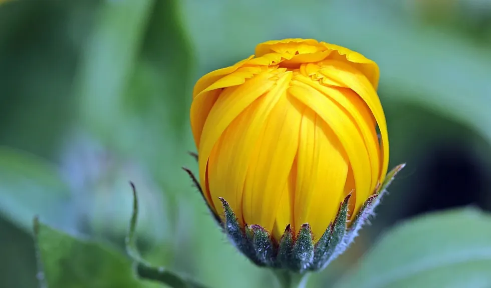 Are marigolds perennials? Read on to find out!