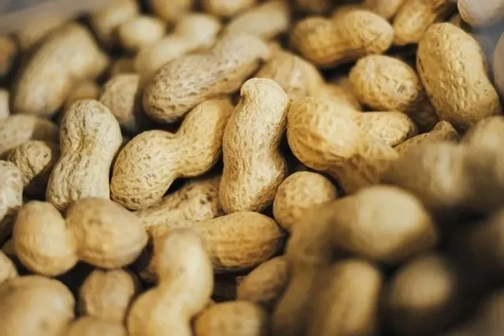 Are peanuts poisonous? Here is the answer.