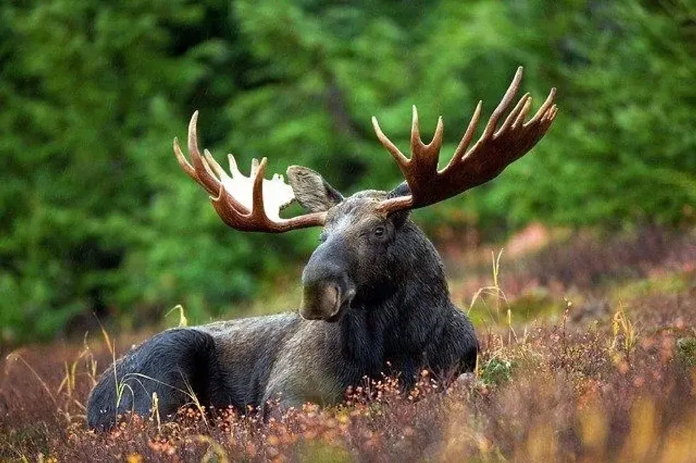 Are there moose in Colorado and where can they be seen?