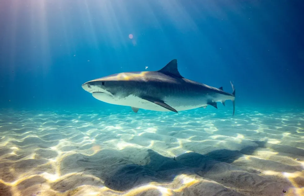 Are there sharks in Lake Michigan? A bull shark attack in this scenic lake is unlikely!