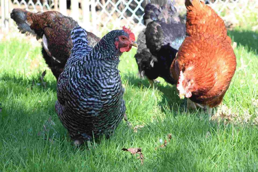 Are you curious about different breeds that give eggs? Check out these barred rock eggs facts to learn more.