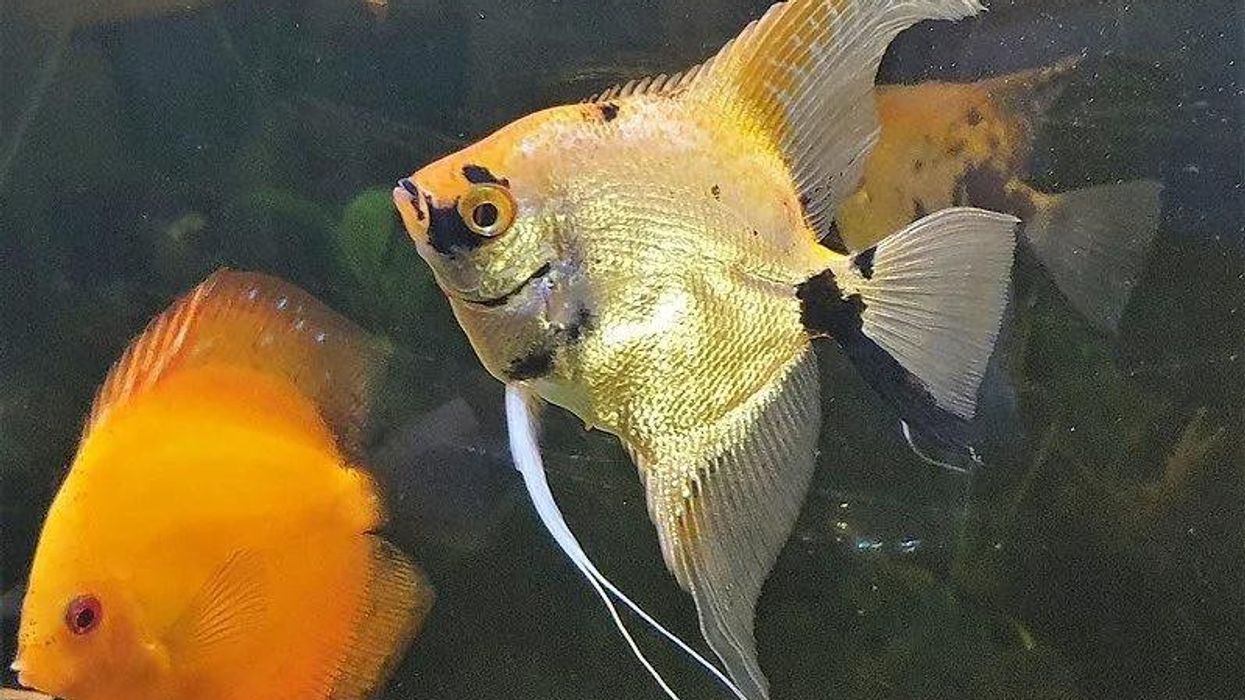 Are you looking for some exciting Angelfish facts? Then look no further, and read on to know more about them!