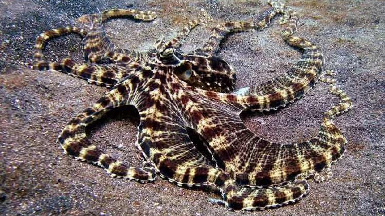 Are you looking for some fun Mimic Octopus facts? Then read on!