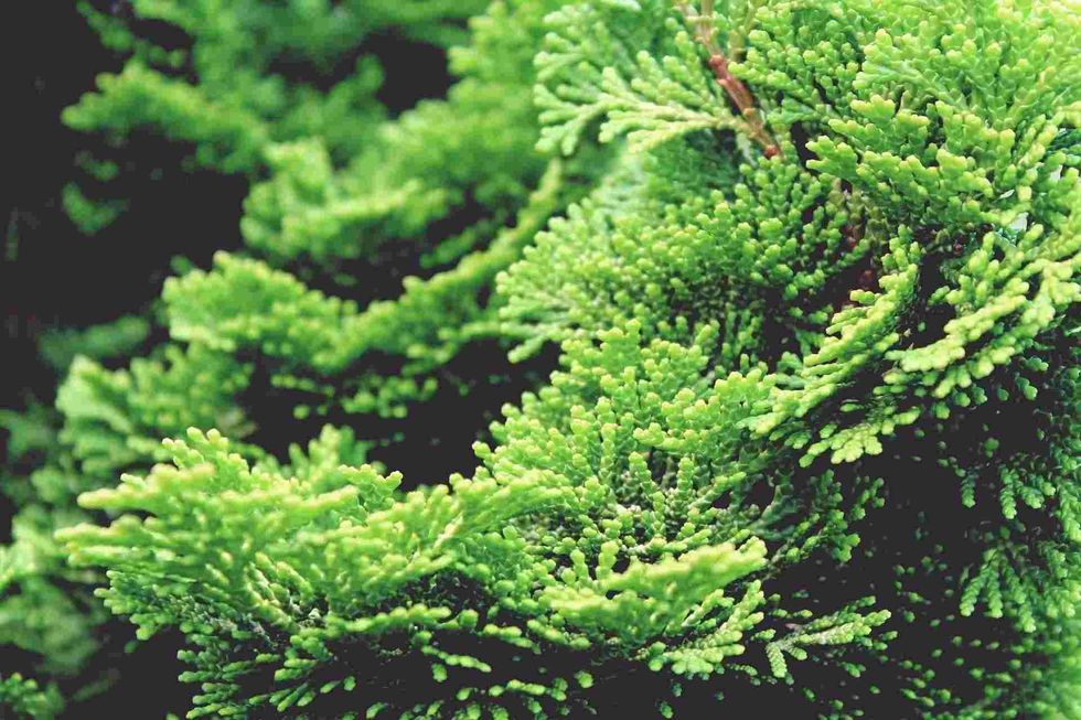 Arizona cypress tree facts will tell you more about the shape and size of its foliage.